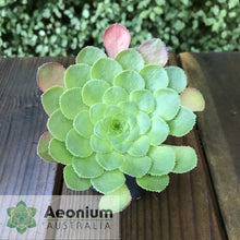 Load image into Gallery viewer, Aeonium glandulosum
