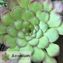 Load image into Gallery viewer, Aeonium glandulosum
