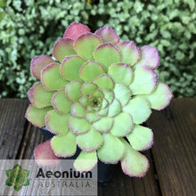 Load image into Gallery viewer, Aeonium glandulosum
