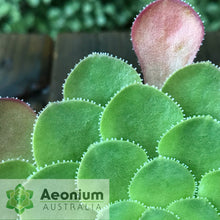 Load image into Gallery viewer, Aeonium glandulosum
