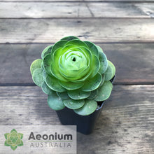 Load image into Gallery viewer, Aeonium diplocyclum (ex. Alojera, La Gomera)
