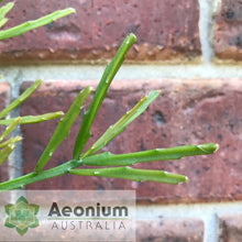 Load image into Gallery viewer, Rhipsalis sulcata
