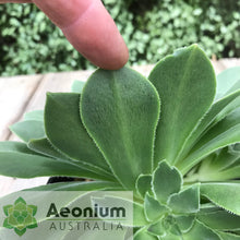 Load image into Gallery viewer, Aeonium x velutinum
