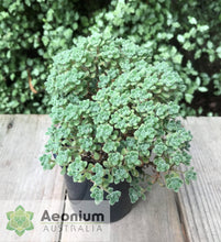 Load image into Gallery viewer, Aichryson bethencourtianum
