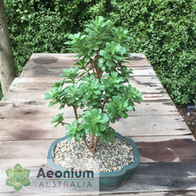 Load image into Gallery viewer, Aeonium spathulatum
