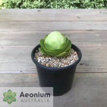 Load image into Gallery viewer, Aeonium diplocyclum (ex. Alojera, La Gomera)
