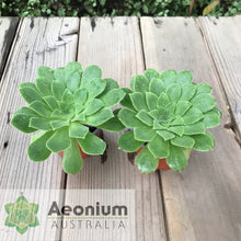 Load image into Gallery viewer, Aeonium x velutinum
