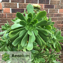 Load image into Gallery viewer, Aeonium balsamiferum
