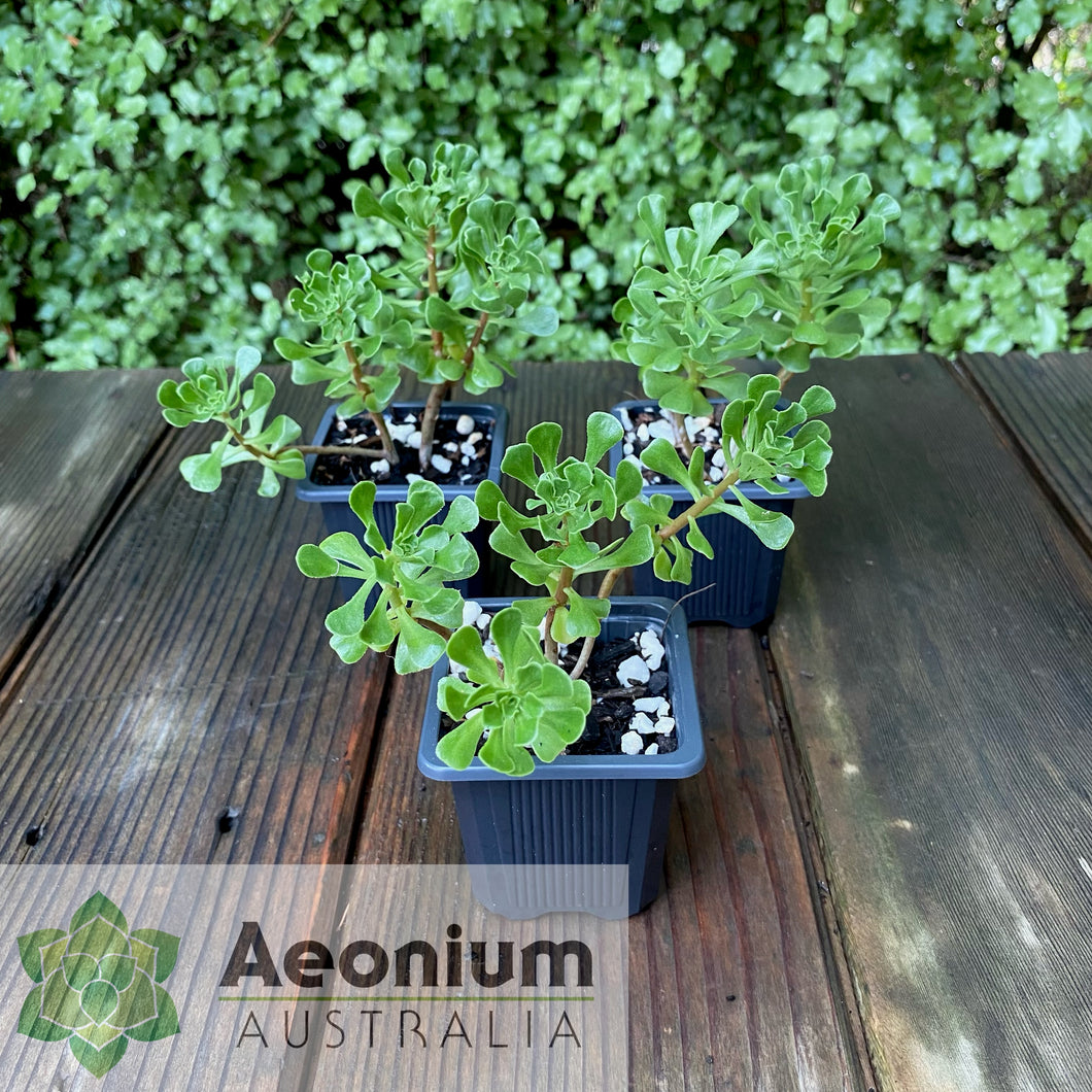 Aeonium spathulatum (ex. Gran Canaria)