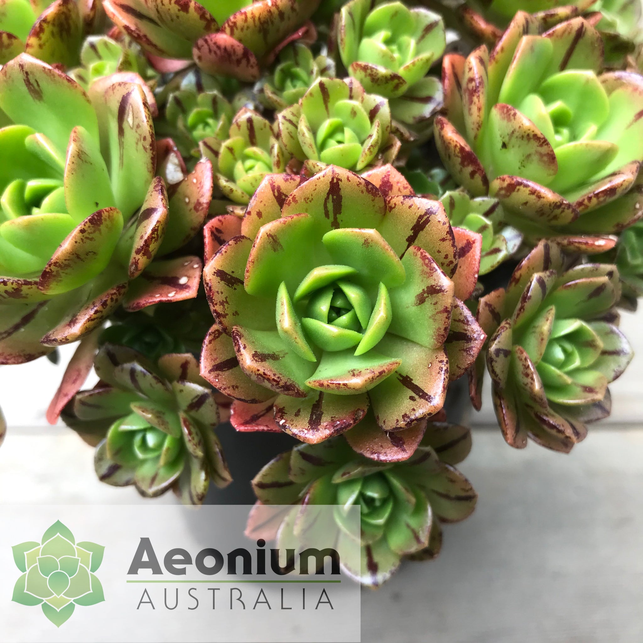 infinite succulent Aeonium 'Infinity' / Succulents – Aeonium Australia