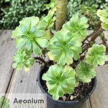 Load image into Gallery viewer, Aeonium &#39;Dani&#39;s Surprise&#39;
