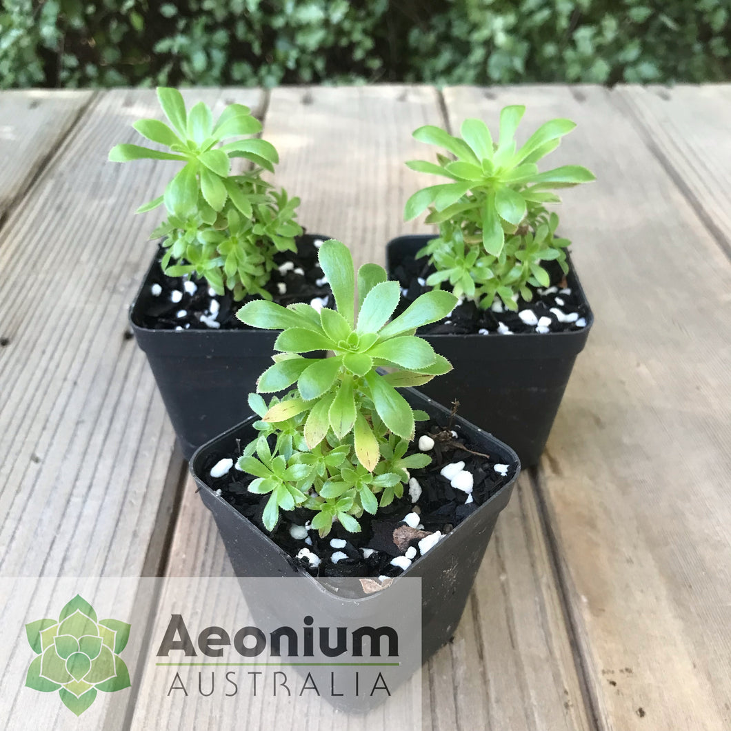 Aeonium 'Dani's Surprise'