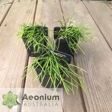 Load image into Gallery viewer, Rhipsalis teres f. capilliformis
