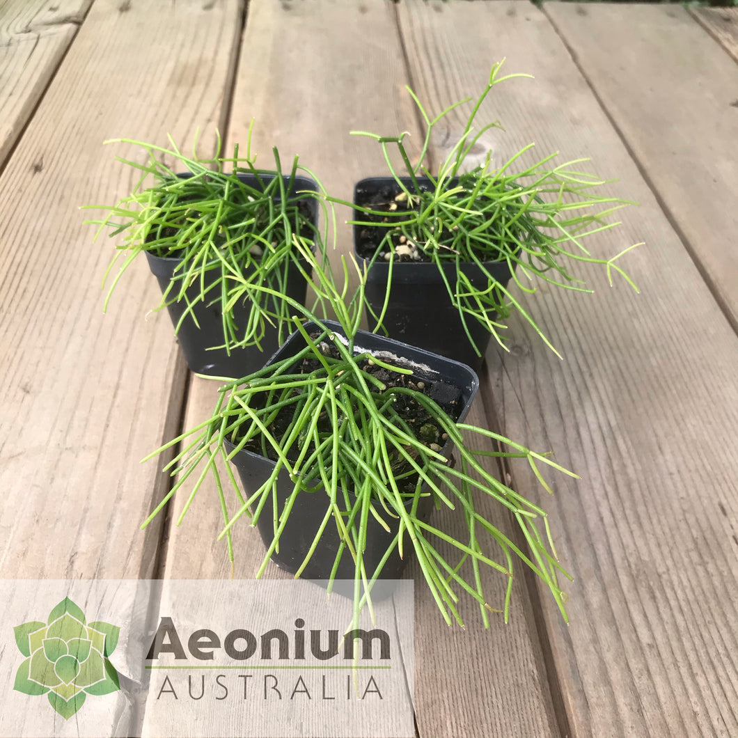 Rhipsalis teres f. capilliformis