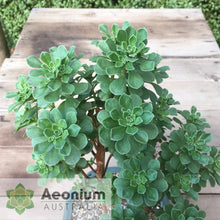 Load image into Gallery viewer, Aeonium spathulatum
