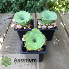 Load image into Gallery viewer, Aeonium diplocyclum (ex. Alojera, La Gomera)
