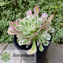 Load image into Gallery viewer, Aeonium &#39;Rain Flower&#39;
