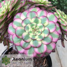 Load image into Gallery viewer, Aeonium &#39;Mardi Gras&#39;
