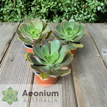 Load image into Gallery viewer, Aeonium davidbramwellii
