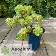 Load image into Gallery viewer, Aichryson bethencourtianum Variegated
