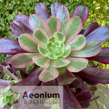 Load image into Gallery viewer, Aeonium &#39;Eden&#39;
