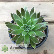 Load image into Gallery viewer, Aeonium simsii

