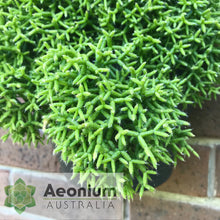 Load image into Gallery viewer, Rhipsalis cereuscula
