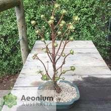 Load image into Gallery viewer, Aeonium spathulatum
