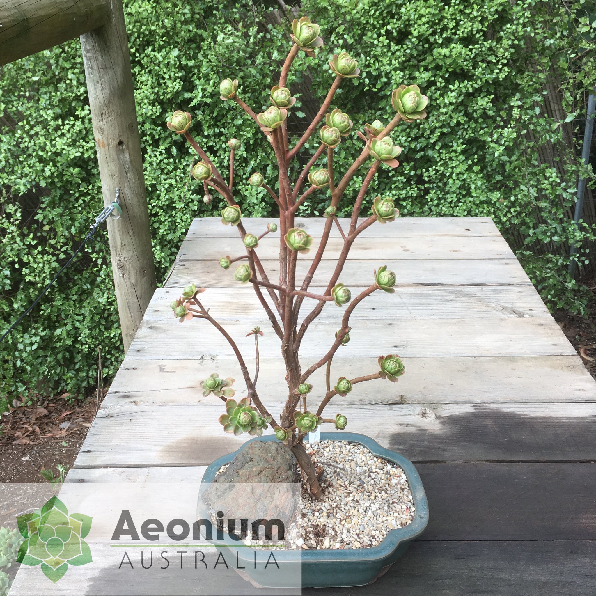 Aeonium spathulatum (Mapa) ~ Plantas - CONECT-e