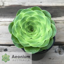 Load image into Gallery viewer, Aeonium diplocyclum (ex. Alojera, La Gomera)
