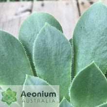 Load image into Gallery viewer, Aeonium x velutinum

