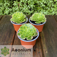 Load image into Gallery viewer, Aeonium &#39;Milky White&#39;
