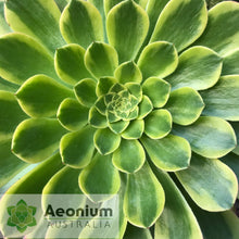 Load image into Gallery viewer, Aeonium &#39;Fiesta&#39;

