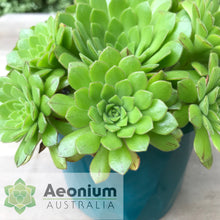 Load image into Gallery viewer, Aeonium &#39;Cupcake&#39;
