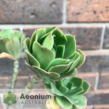 Load image into Gallery viewer, Aeonium balsamiferum
