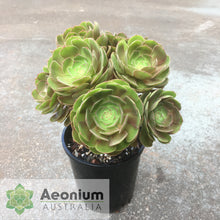 Load image into Gallery viewer, Aeonium &#39;Madeira Rose&#39;
