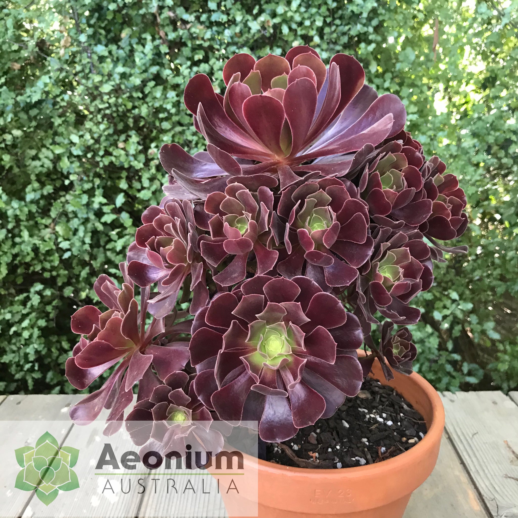 aeonium velour succulent Aeonium 'Velour'