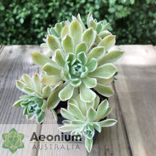 Load image into Gallery viewer, Aeonium &#39;Ballerina&#39;

