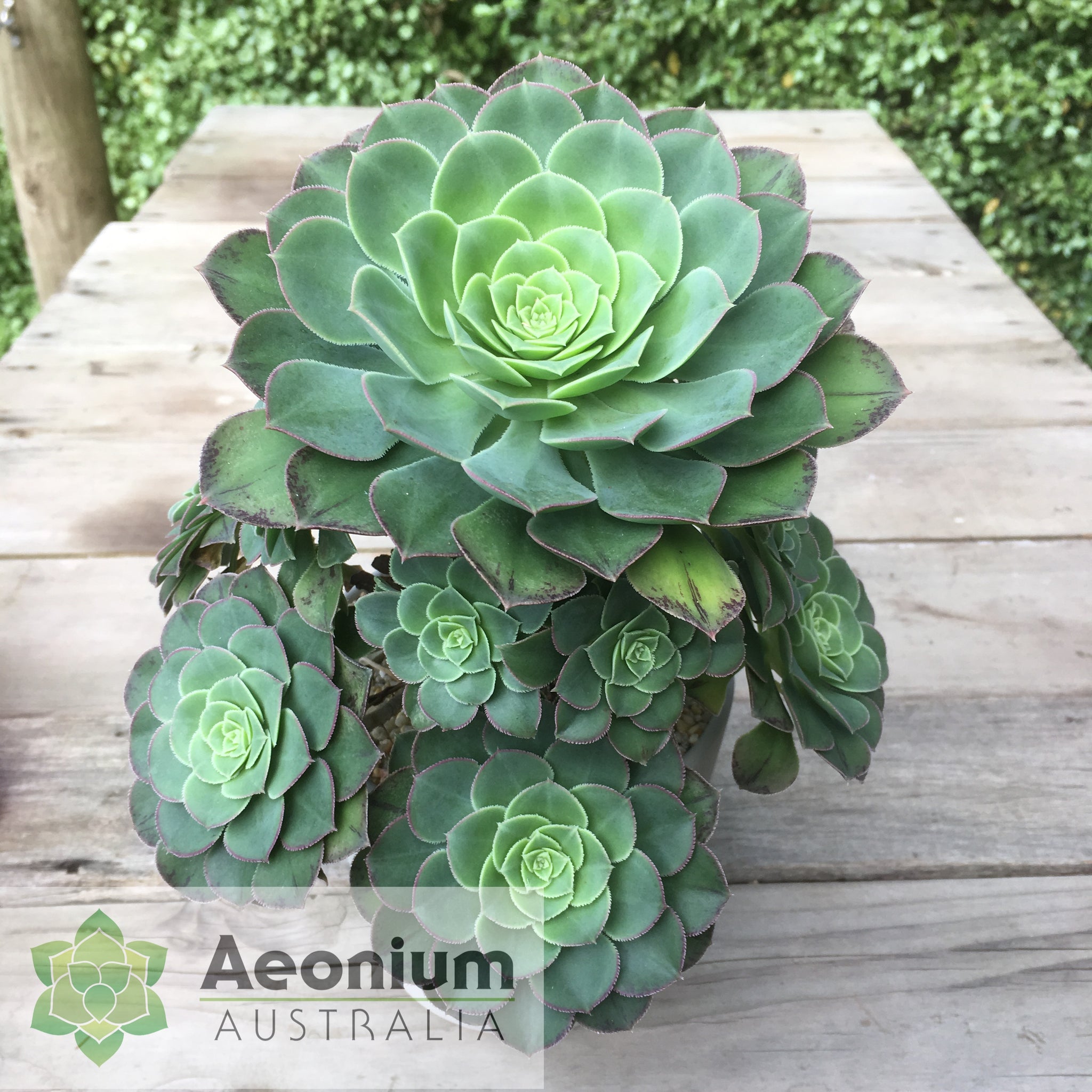 green goddess succulent Aeonium 'Green Goddess'