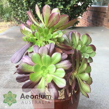 Load image into Gallery viewer, Aeonium &#39;Chocolate Rose&#39;

