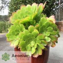 Load image into Gallery viewer, Aeonium &#39;Blushing Beauty&#39;
