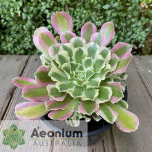 Load image into Gallery viewer, Aeonium &#39;Rain Flower&#39;
