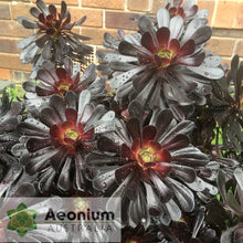 Load image into Gallery viewer, Aeonium &#39;Zwartkop&#39;
