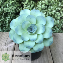 Load image into Gallery viewer, Aeonium diplocyclum (ex. Alojera, La Gomera)
