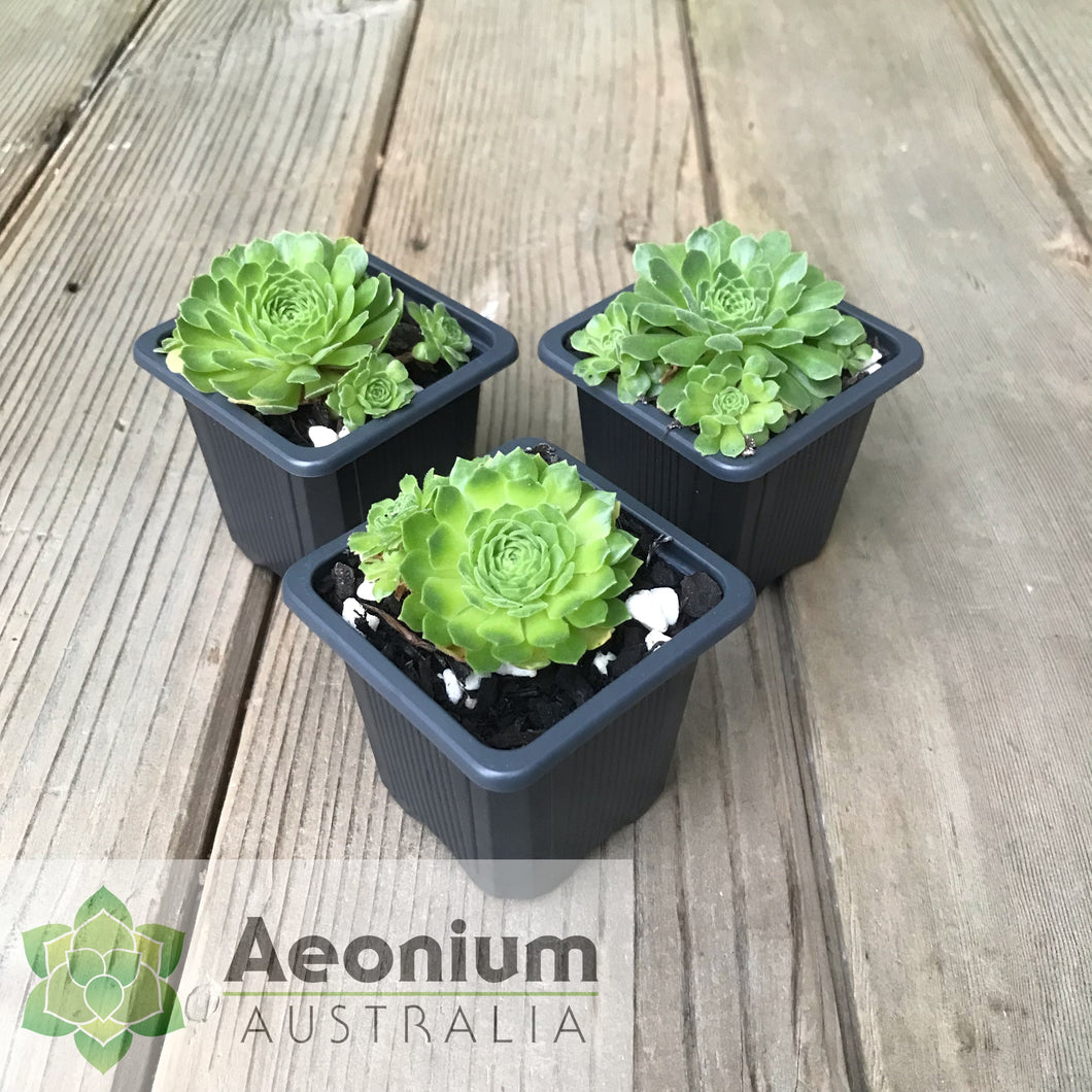 Aeonium aizoon