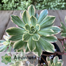 Load image into Gallery viewer, Aeonium &#39;Green Tea&#39;
