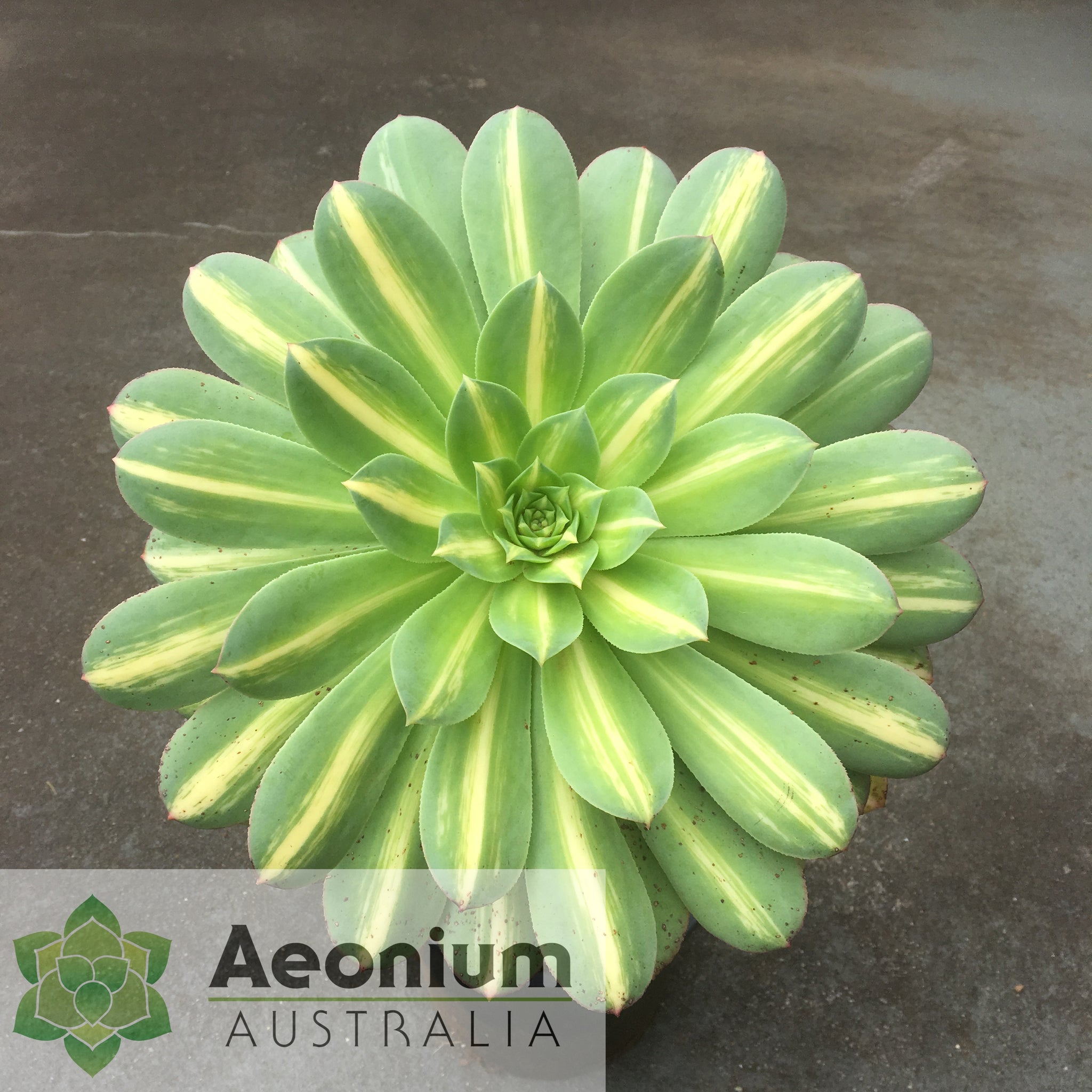 starburst succulent Aeonium 'Starburst' / Succulents – Aeonium Australia