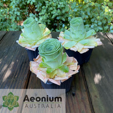 Load image into Gallery viewer, Aeonium aureum
