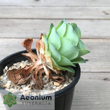 Load image into Gallery viewer, Aeonium diplocyclum (ex. Alojera, La Gomera)
