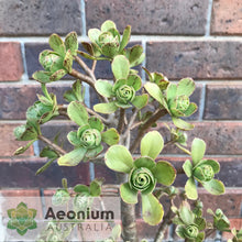 Load image into Gallery viewer, Aeonium x holospathulatum
